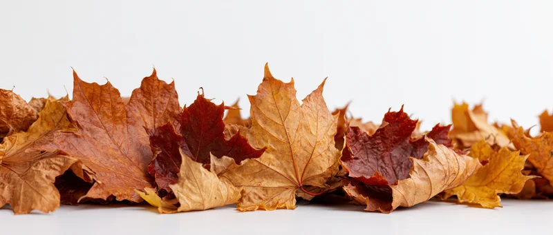 Scattered dry maple leaves arranged in a row on a white surface
