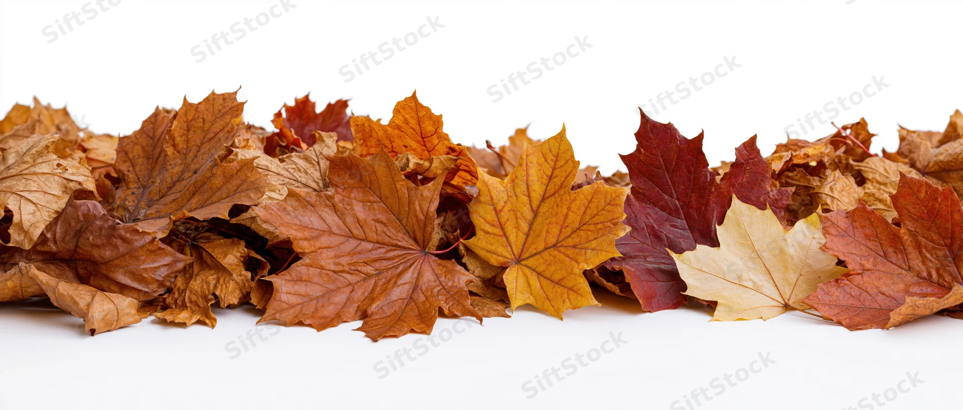 Scattered dry maple leaves arranged in a row on white background