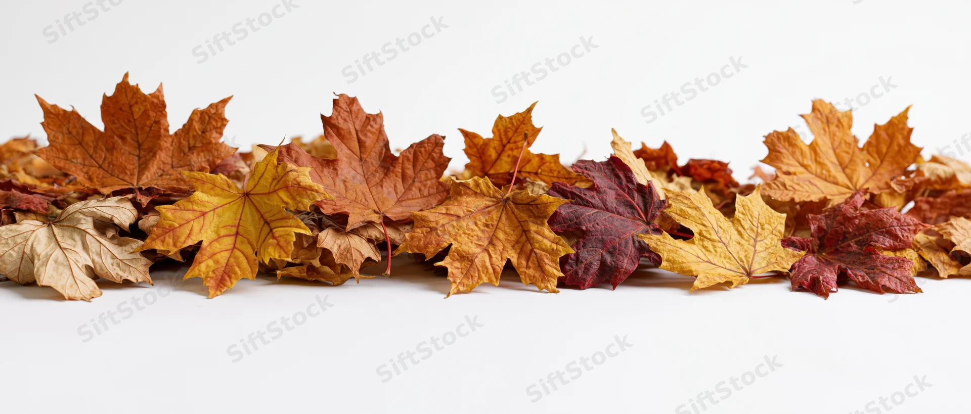Dried maple leaves scattered in a horizontal row on white background