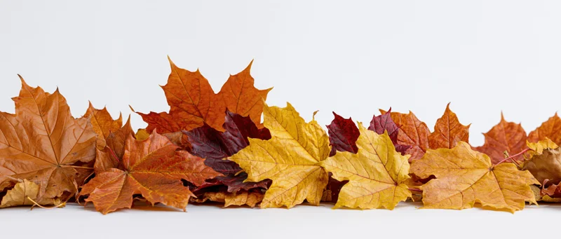 Scattered dry maple leaves arranged in a row on a white surface