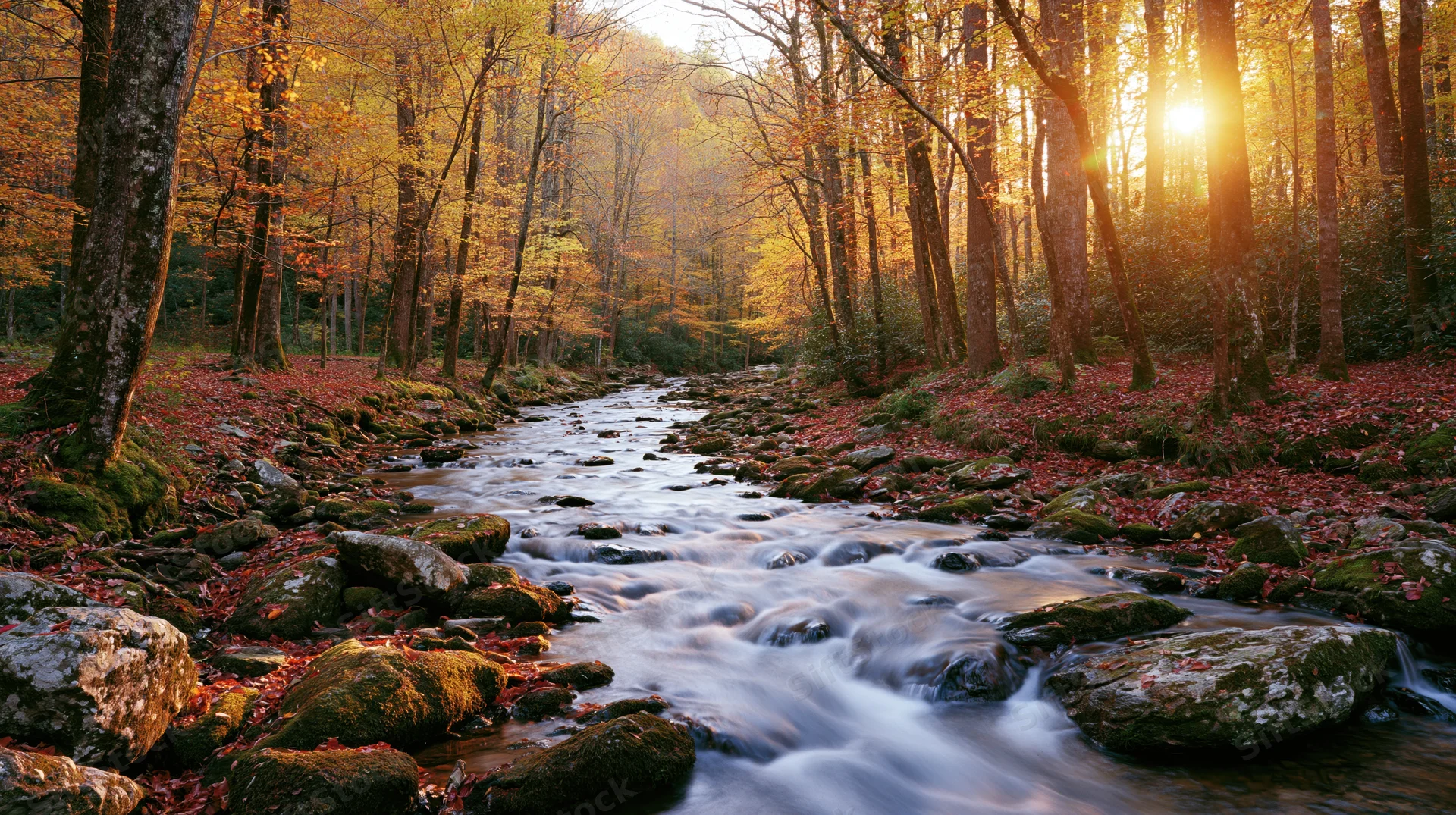 Shallow forest stream flowing over moss-covered rocks with sunlight filtering through autumn trees