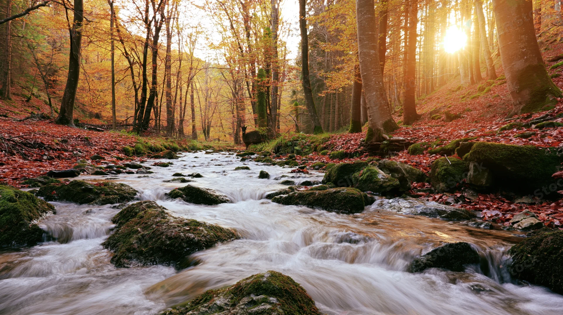 Shallow forest stream flowing over moss-covered rocks surrounded by autumn trees at golden hour