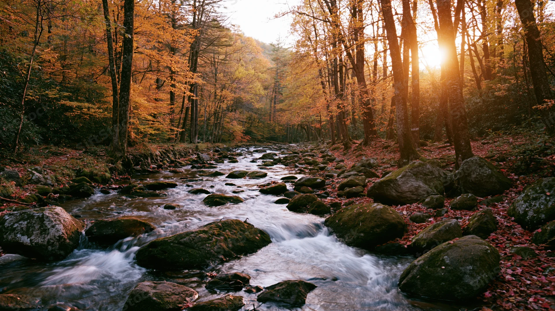Shallow forest stream flowing over moss-covered rocks surrounded by autumn trees with sunlight filtering through the canopy