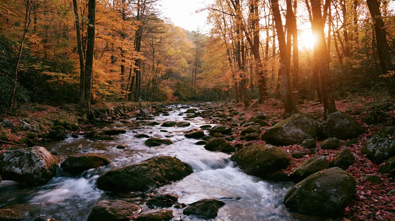 Shallow forest stream flowing over moss-covered rocks surrounded by autumn trees with sunlight filtering through the canopy