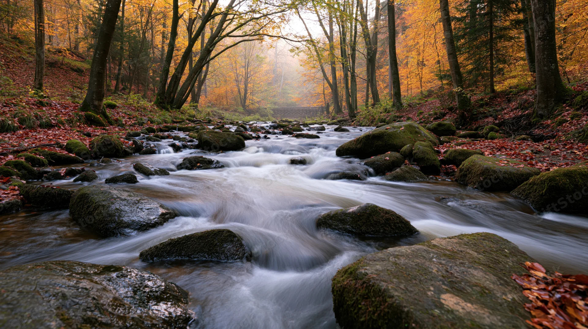 Shallow forest stream flowing over moss-covered rocks in autumn woodland