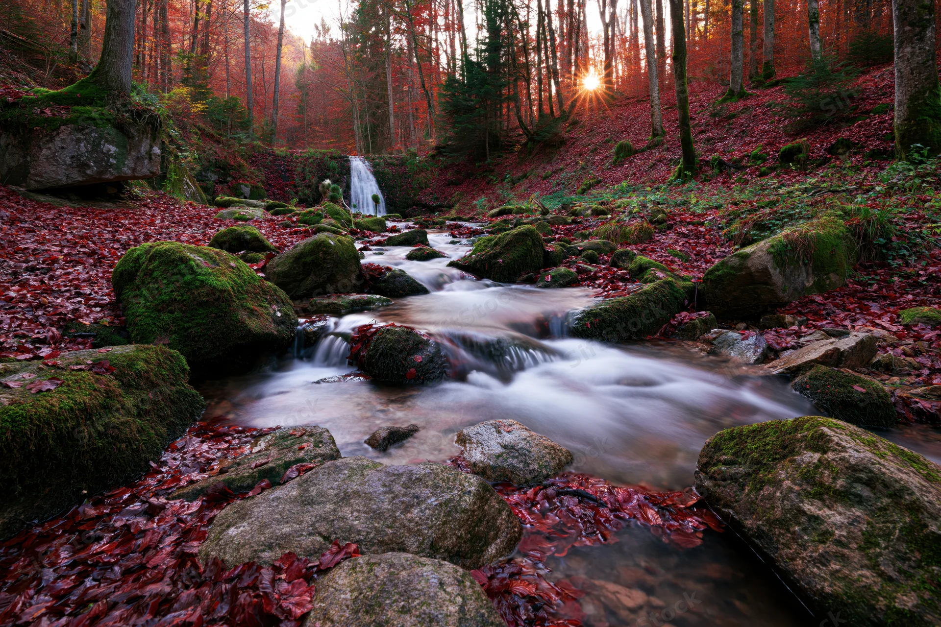 Shallow forest stream flowing over moss-covered rocks with red autumn leaves under sunlight