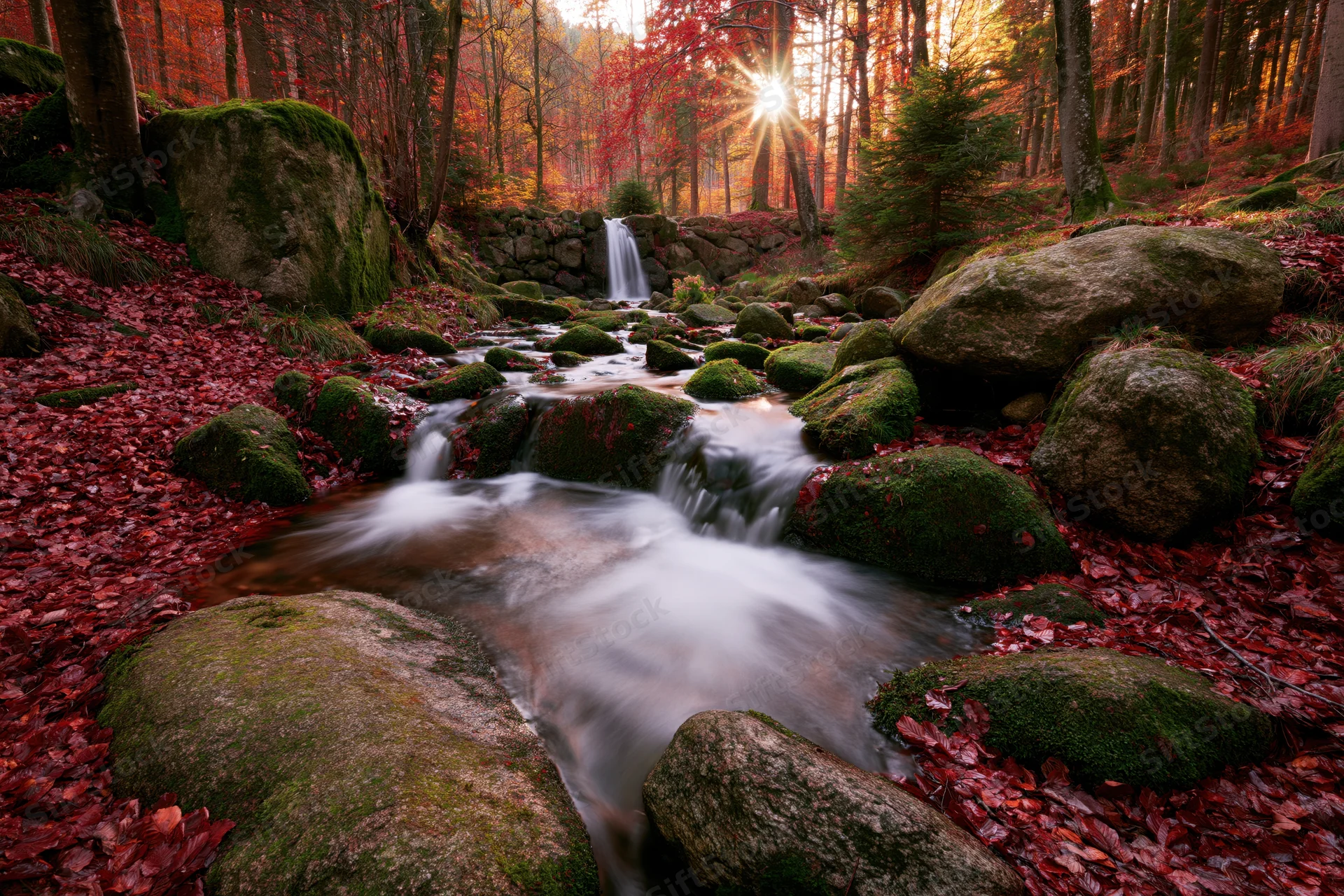 Shallow forest stream flowing over moss-covered rocks with red autumn leaves under sunlight