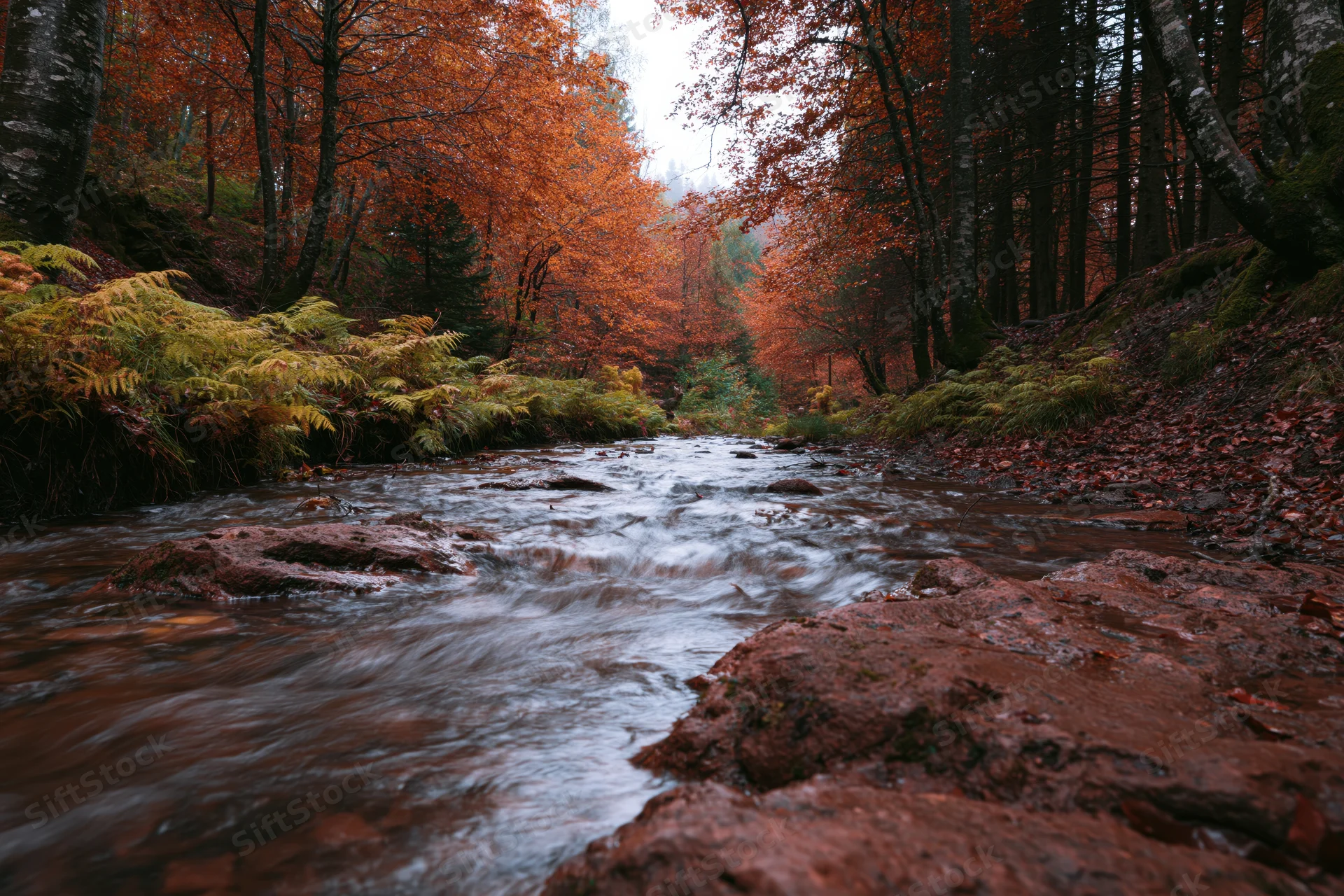 Shallow forest stream flowing over rust-colored rocks surrounded by autumn trees and ferns