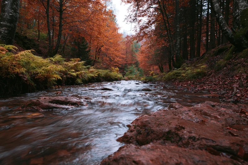 Shallow forest stream flowing over rust-colored rocks surrounded by autumn trees and ferns