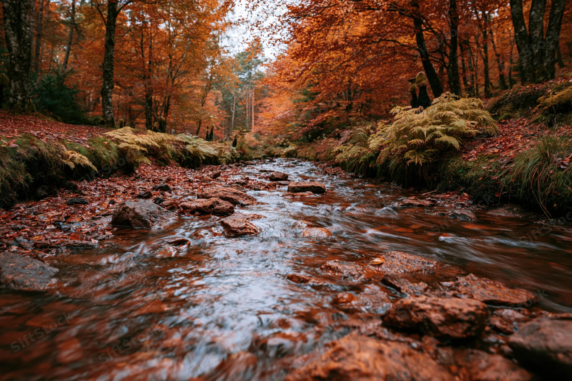 Shallow forest stream flowing over rust-colored rocks surrounded by autumn trees and ferns