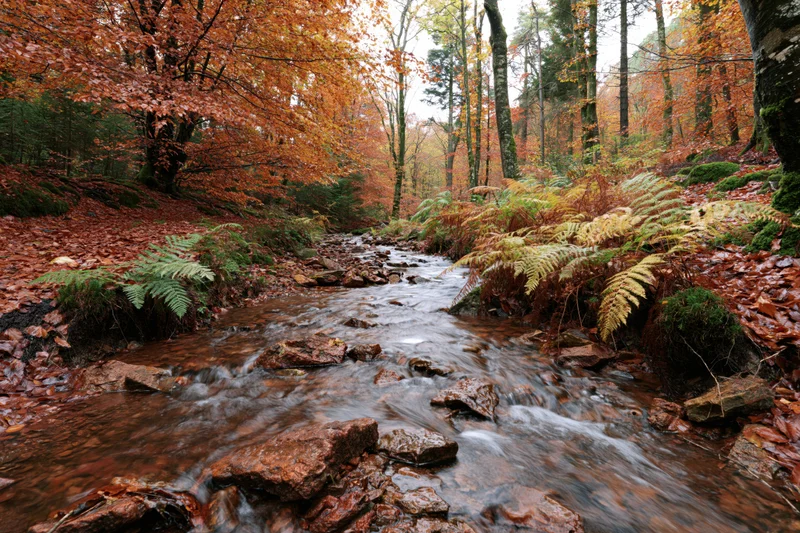 Shallow forest stream flowing over rust-colored rocks surrounded by autumn trees and ferns