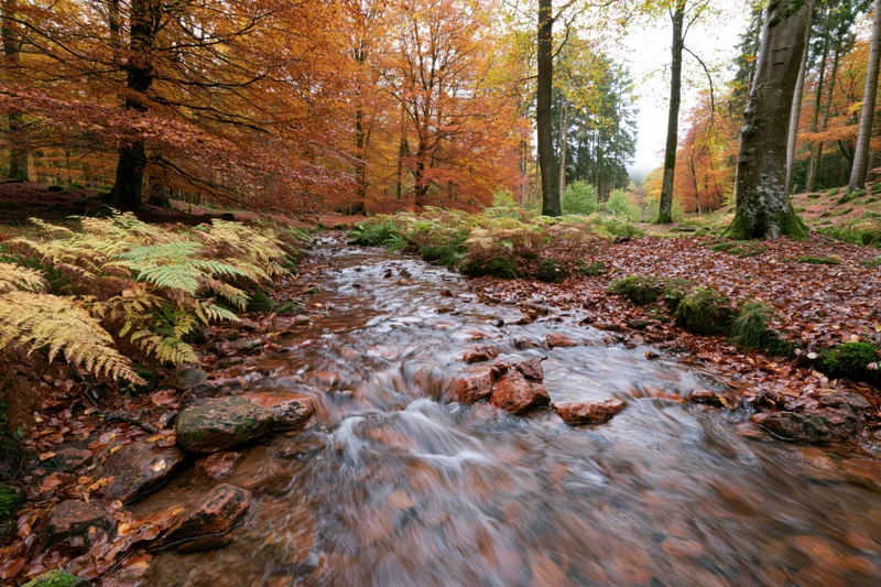 Shallow forest stream flowing over rust-colored rocks through autumn trees with fallen leaves and ferns