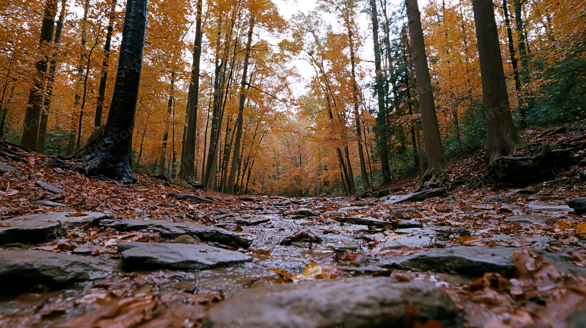 Shallow rocky creek winding through dense autumn forest with fallen leaves and tree trunks