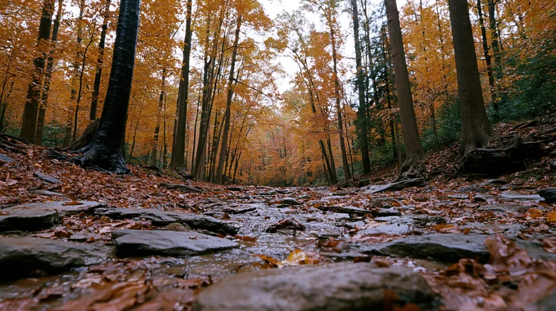 Shallow rocky creek winding through dense autumn forest with fallen leaves and tree trunks