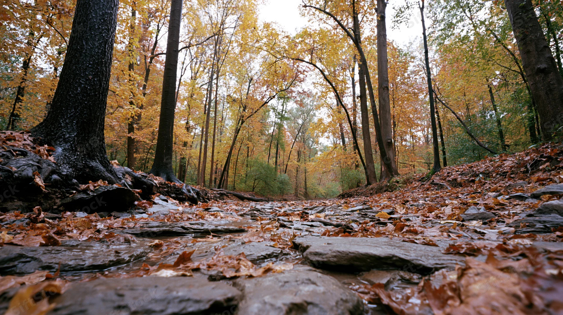 Shallow rocky creek winding through dense deciduous forest in autumn