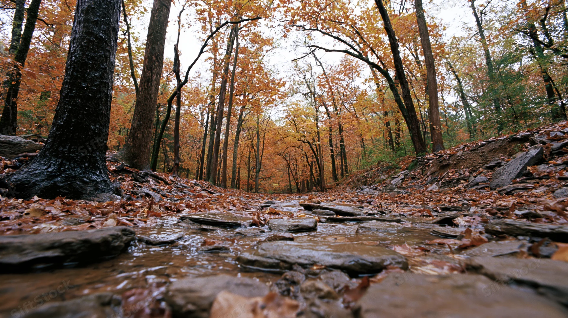 Shallow rocky creek winding through dense deciduous forest in autumn