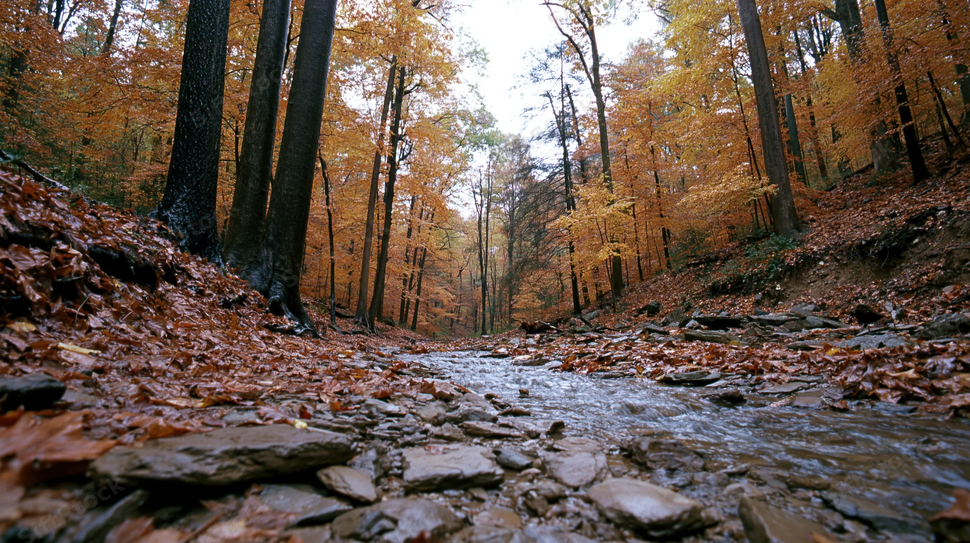 Shallow rocky creek winding through dense autumn forest with fallen leaves and tall trees