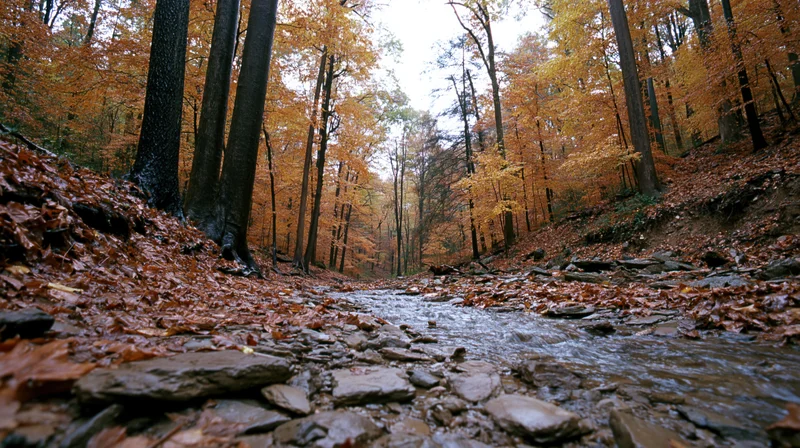 Shallow rocky creek winding through dense autumn forest with fallen leaves and tall trees