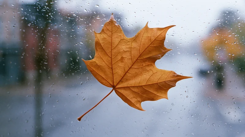 Amber maple leaf pressed against rain-covered window with blurred city view
