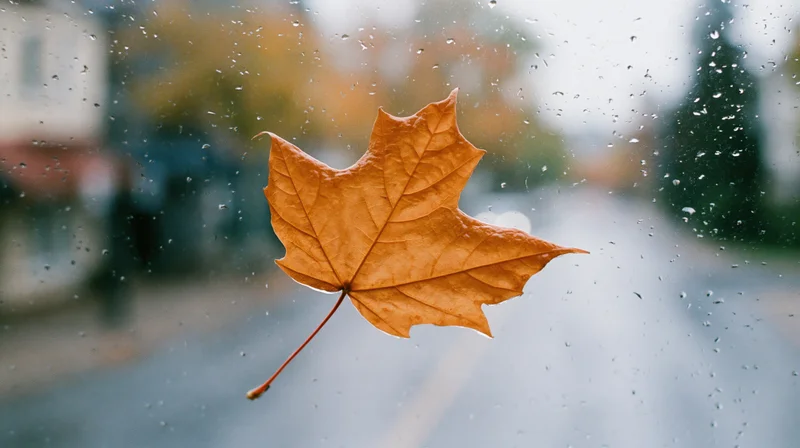 Amber maple leaf pressed against rain-covered window with blurred street view
