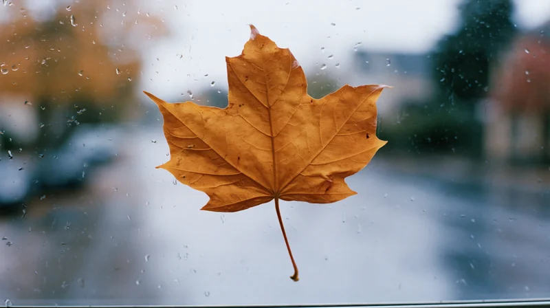 Amber maple leaf pressed against rain-covered window with blurred outdoor view