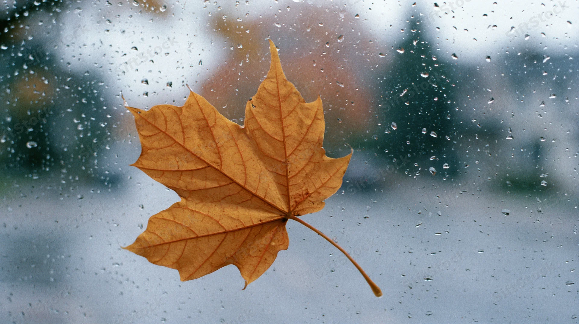 Amber maple leaf pressed against rain-covered window with blurred outdoor view