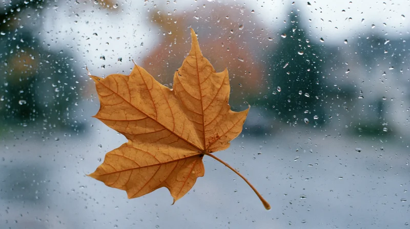 Amber maple leaf pressed against rain-covered window with blurred outdoor view