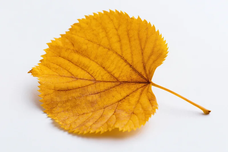 A single yellow linden leaf with serrated edges lying flat on a white surface