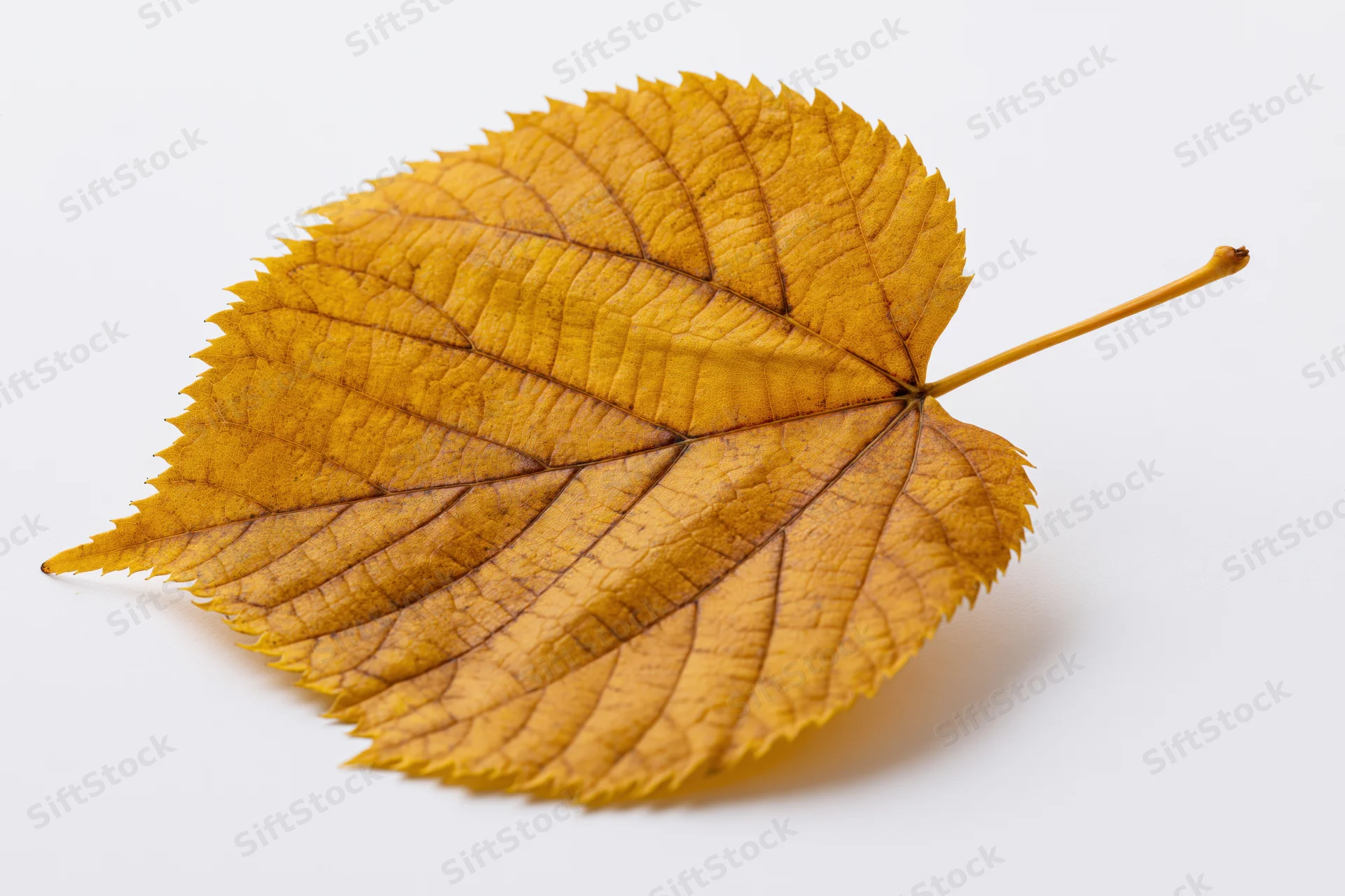 A single dry yellow linden leaf with serrated edges lying flat on a white surface