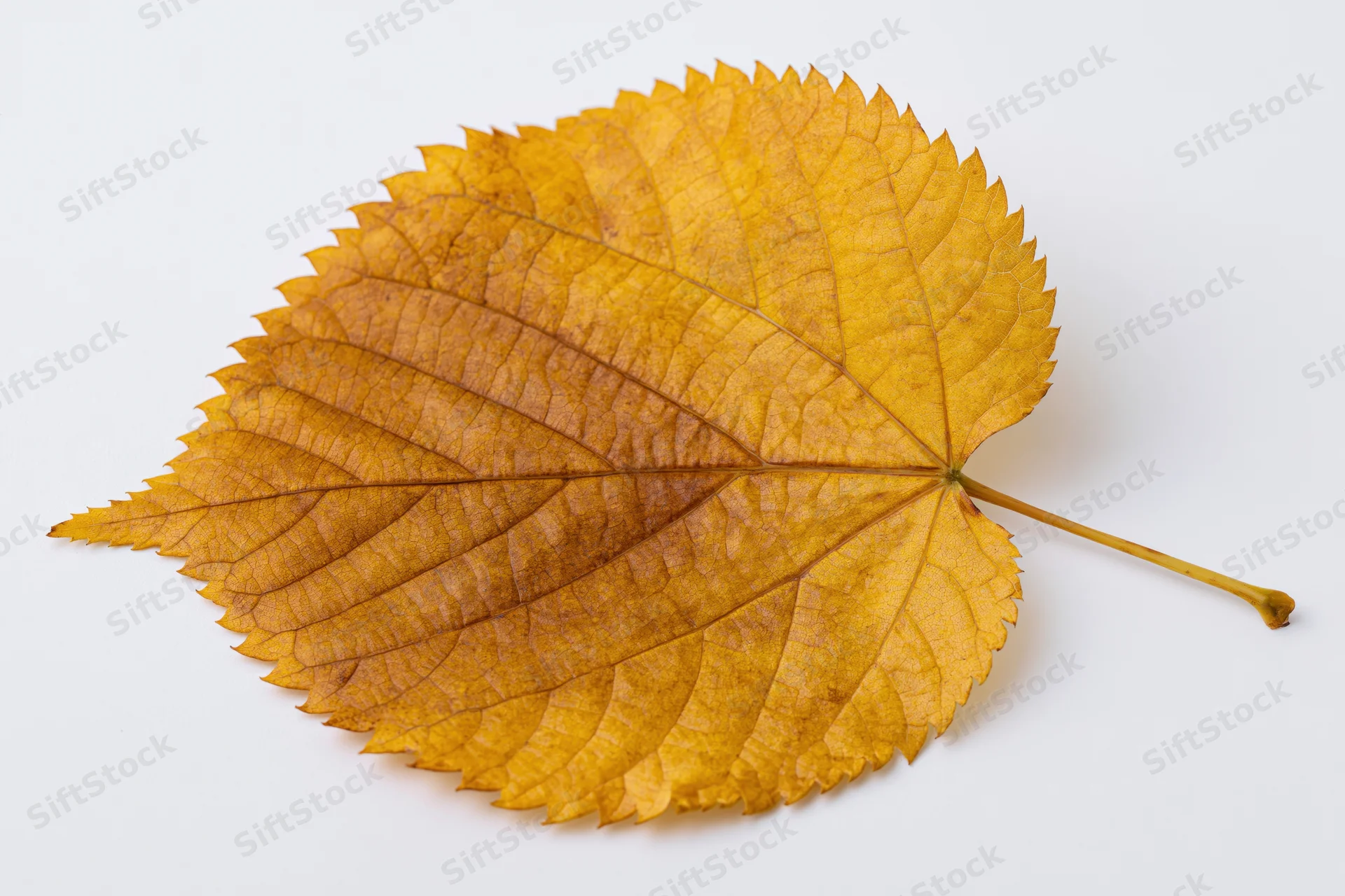 A single autumn linden leaf with serrated edges lying flat on a white surface
