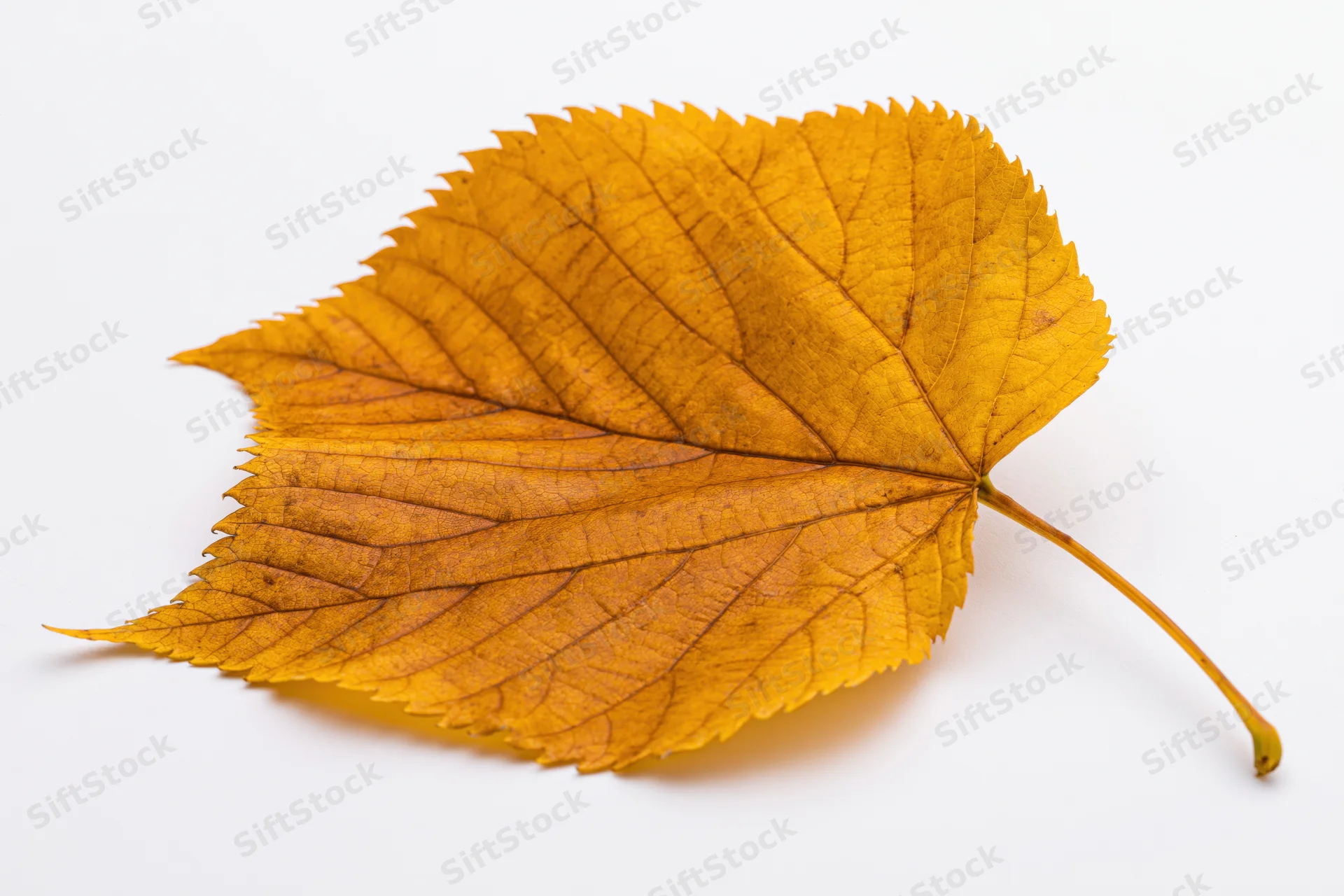 A single yellow linden leaf with serrated edges lying flat on a white surface