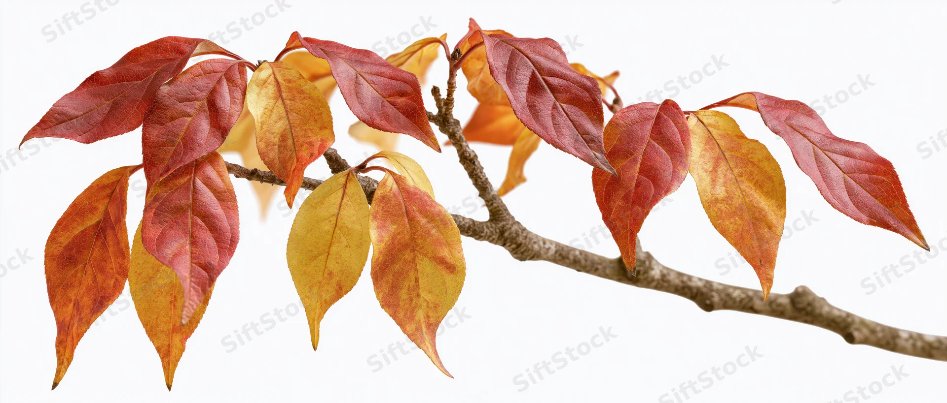 Autumn branch with red and orange leaves isolated on white background