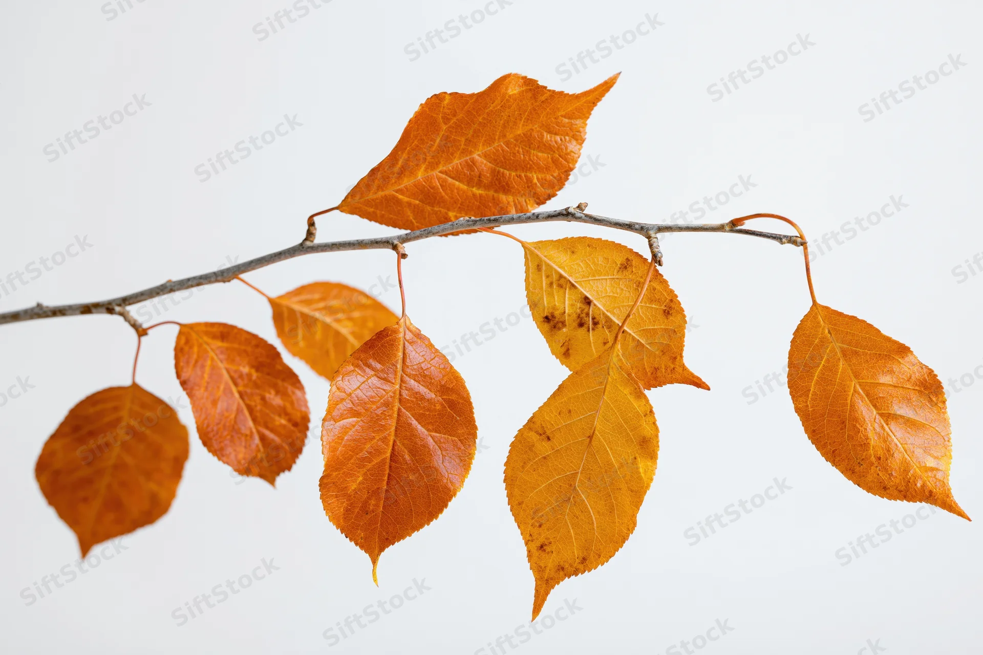 Autumn branch with orange and amber leaves against white background