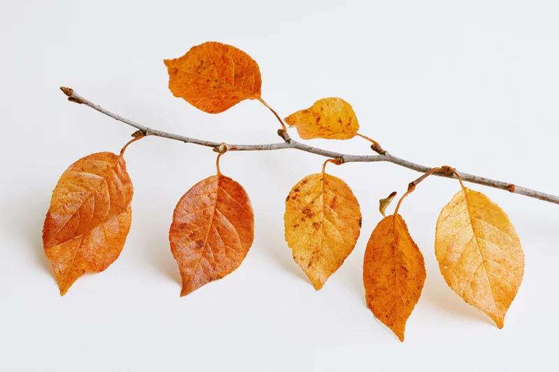 A single autumn branch with orange and amber leaves on a white background