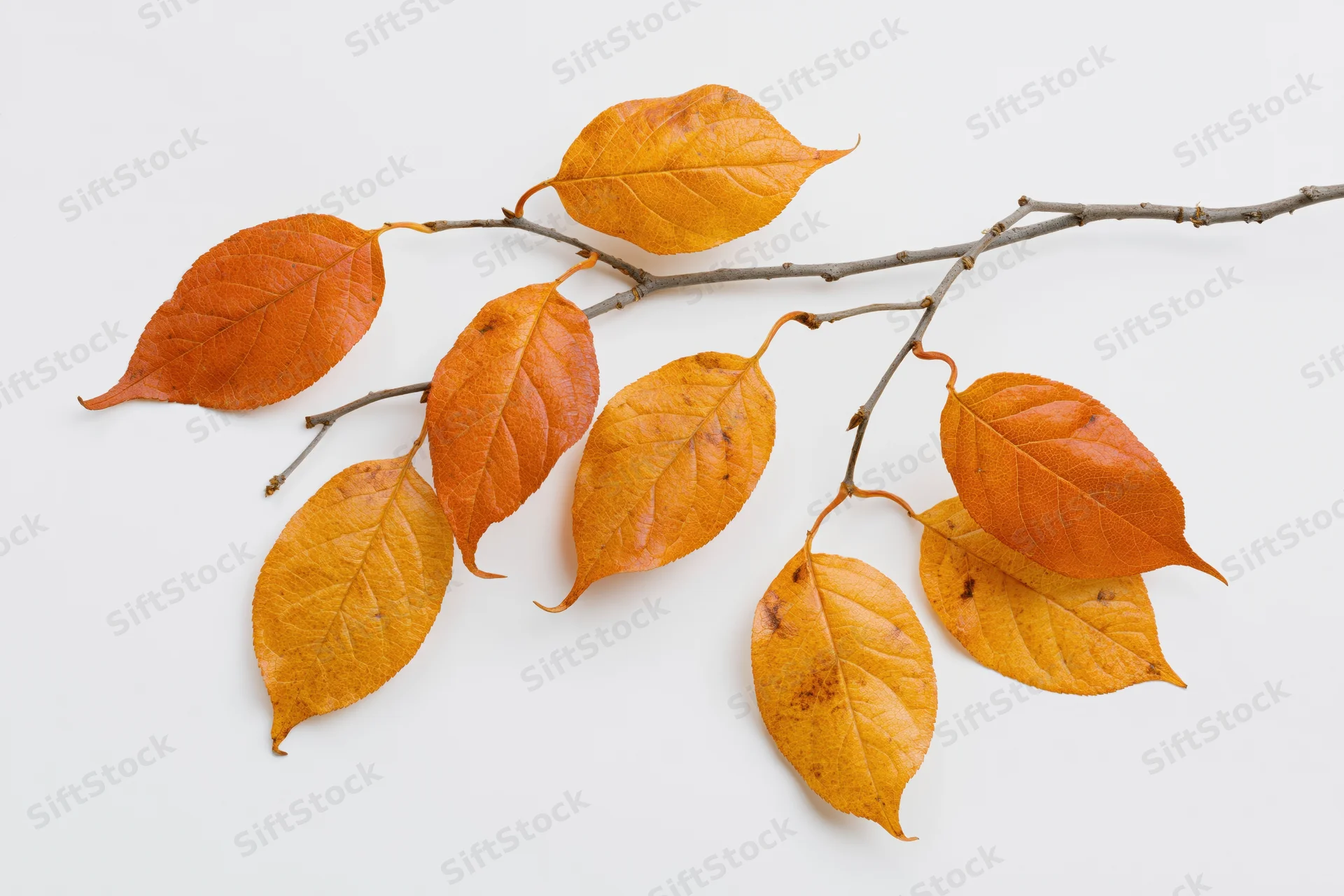 Autumn branch with orange and amber leaves on white background
