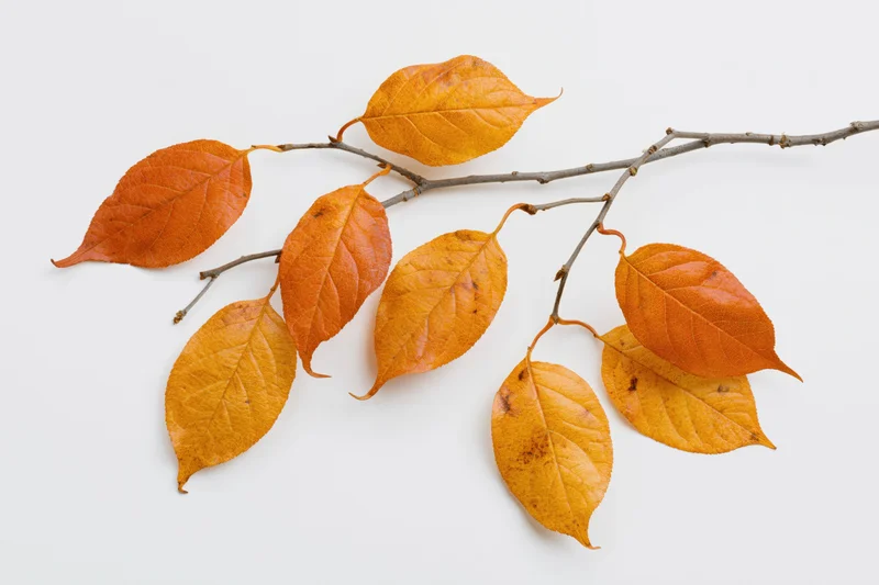 Autumn branch with orange and amber leaves on white background