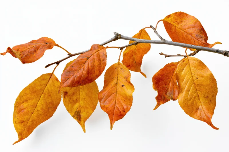 Autumn branch with orange and amber leaves isolated on white background