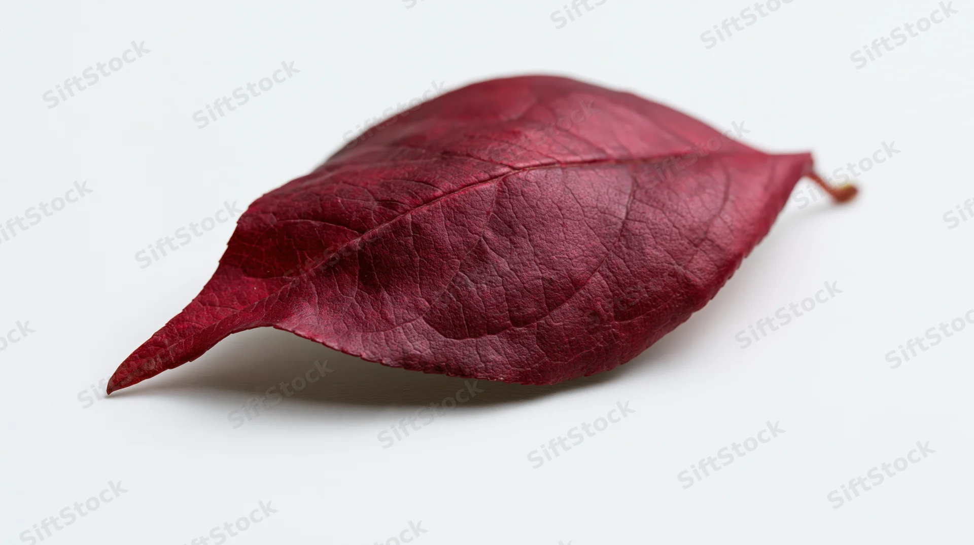 Deep red autumn leaf lying flat on white surface with curled edge and visible veins