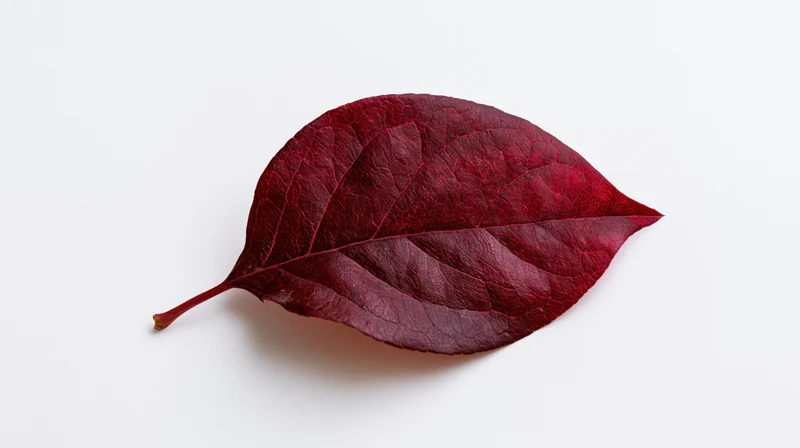 Deep red autumn leaf lying flat on white surface