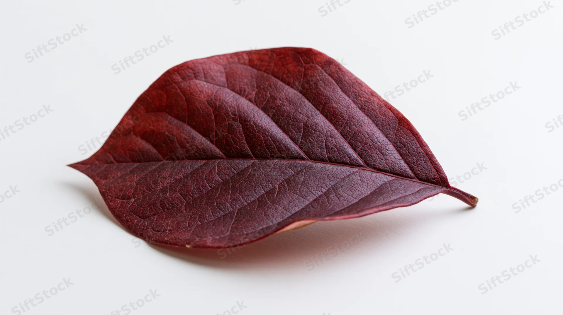 Deep red autumn leaf lying flat on white surface with curled edges