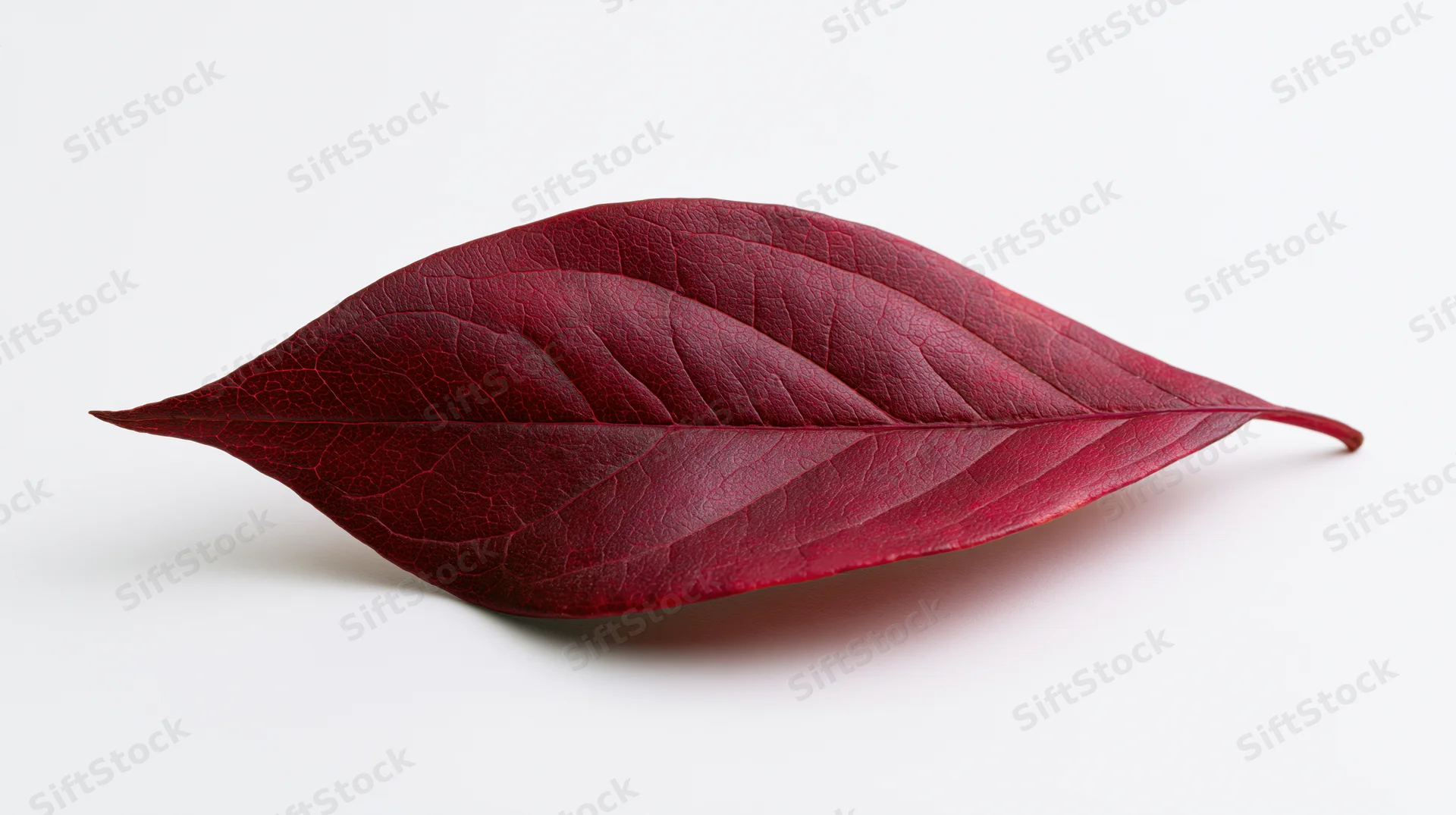 Deep red autumn leaf lying flat on white background