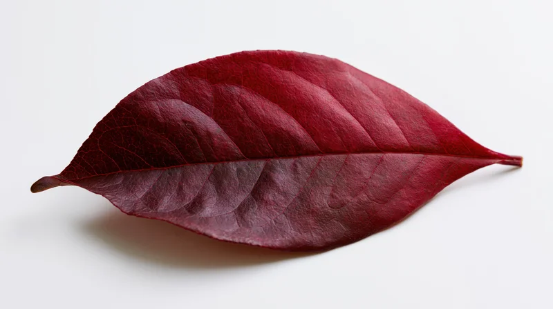 Deep red autumn leaf lying flat on white surface with curled edges and visible veins