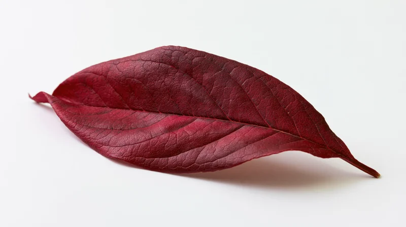 Deep red autumn leaf lying flat on white background with curled edges and visible veins