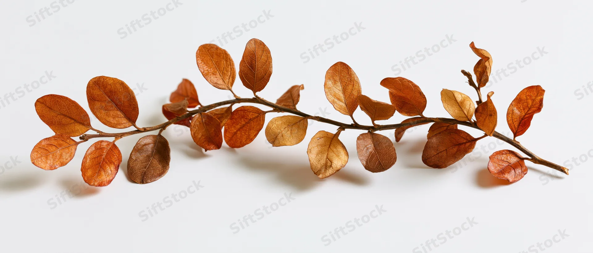 Dried autumn branch with rust-colored oval leaves arranged horizontally on white background