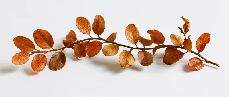 Dried autumn branch with rust-colored oval leaves arranged horizontally on white background