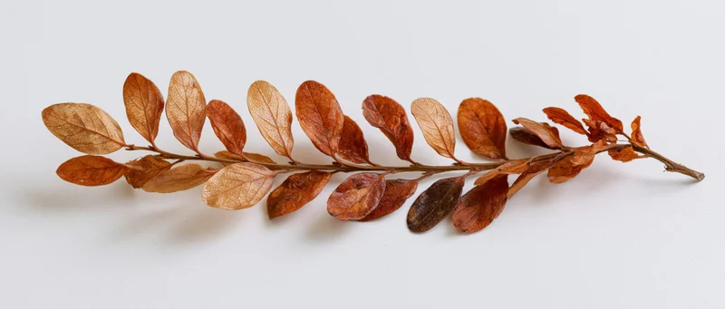 Dried autumn branch with rust-colored leaves arranged horizontally on white surface