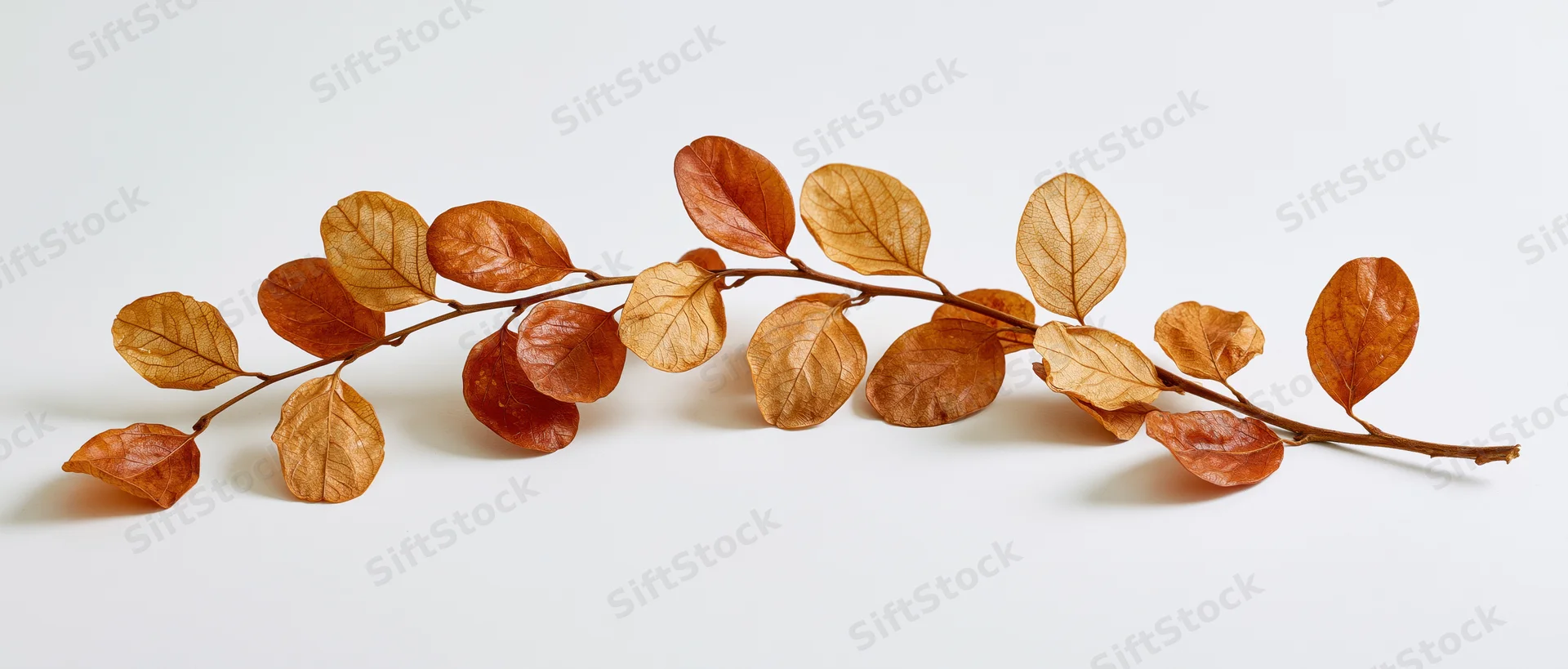 Dried autumn branch with rust-colored oval leaves arranged horizontally on white background
