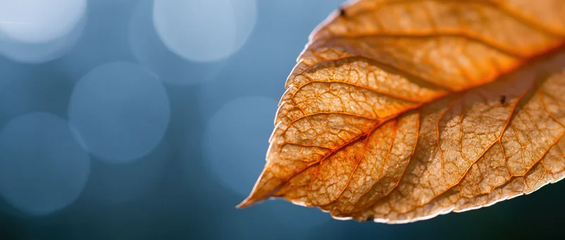 Dry autumn leaf in closeup with blue bokeh background