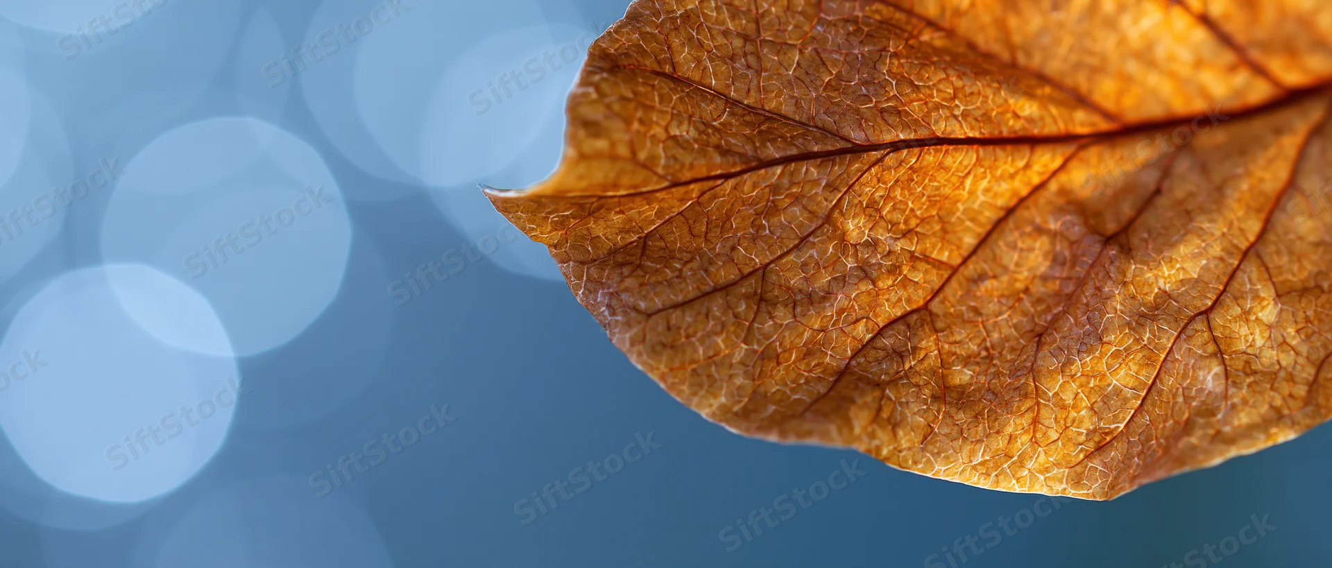 Dry autumn leaf with detailed veins on blue bokeh background