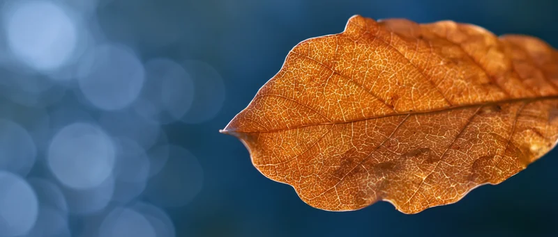 Dry autumn leaf in closeup against blurred blue background with copyspace on left